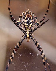 Great argiope spider in foreground