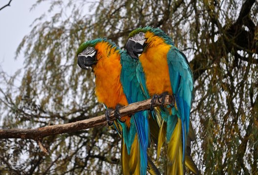 Zwei Gelbbrustaras ( Papageien) sitzen auf Ast