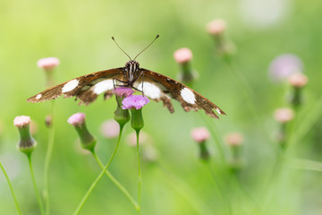 Butterfly on the Little Ironweed  Flower.