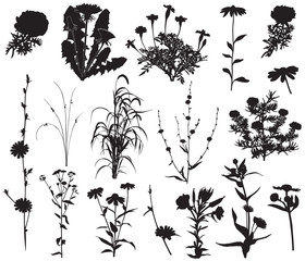 Collection of silhouettes of different species of flowers