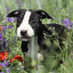 Amazing puppy of American Pit Bull Terrier in flowers