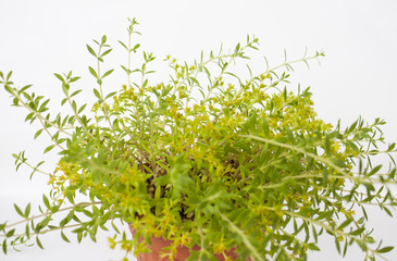 Green flower on white background
