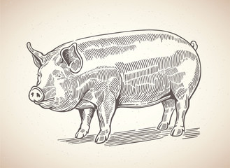 Vector illustration of pig in graphic style. Drawing by hand.