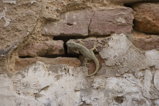 Gecko crawling a wall, lizard camouflage