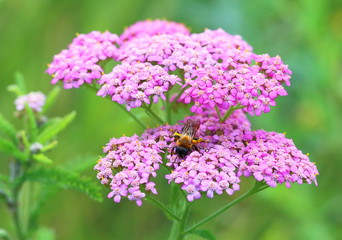 The bumblebee creeps on flowers of a yarrow