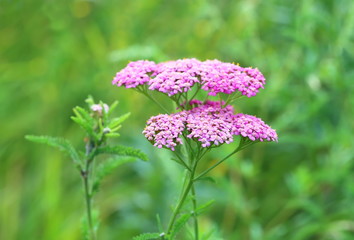 Blossoming of a yarrow in Siberia
