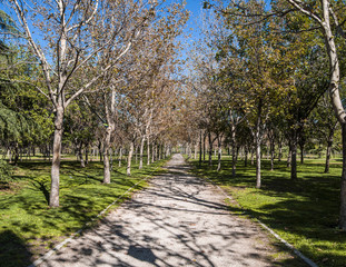 Autumn colors and a colorful pathway in Madrid.