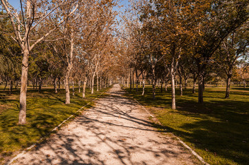 Warm autumn colors in the Tierno Galvan Park, in Madrid.