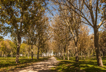 Autumn color in the park. Madrid, Spain.