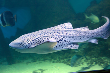 Fototapeta premium Леопардовая акула