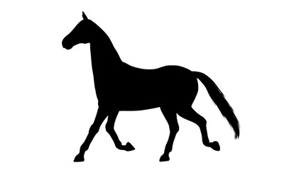 Horse silhouette