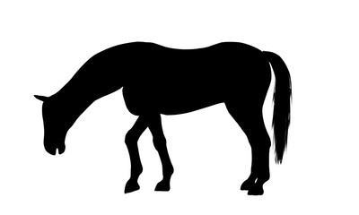 Horse silhouette