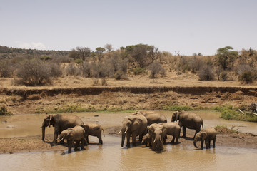 African Elephants drink at river