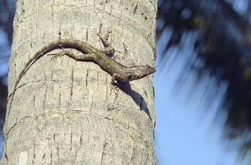 medium lizard in wild nature on palm tree 