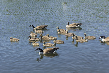 Canada geese and goslings