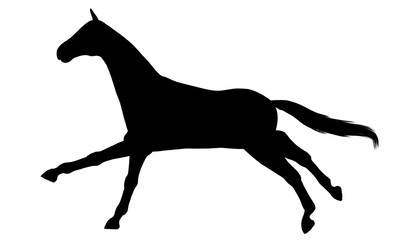 Horse silhouette