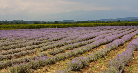 Landscape in Provence, France