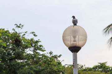 Pigeons in a park, Bangkok Thailand.