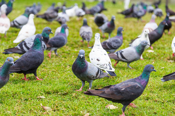 Pigeons in a park, Bangkok Thailand.