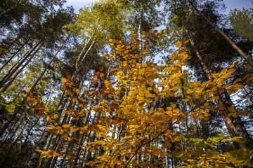 Image of yellow tree leaves on branches in the forest. 