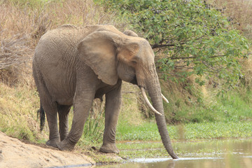 Obraz premium African Elephants drink at river