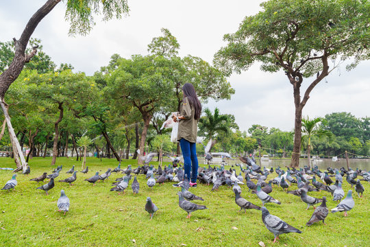 Pigeons in a park, Bangkok Thailand.