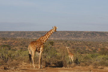 Wild Giraffes - mother and baby