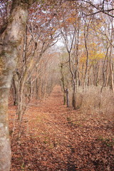 Obraz premium 秋の紅葉の散歩道