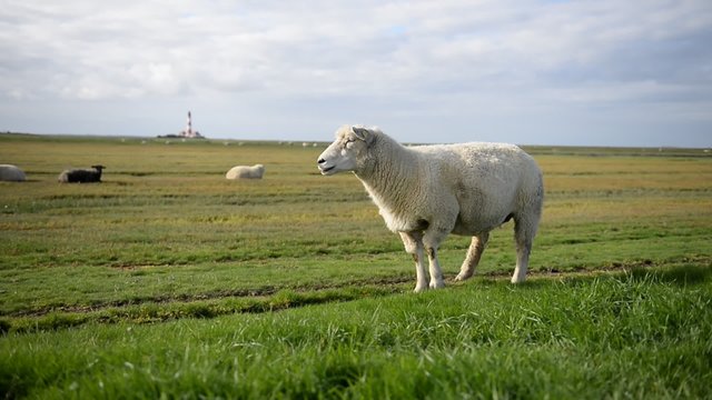 Schafe mit Leuchtturm
