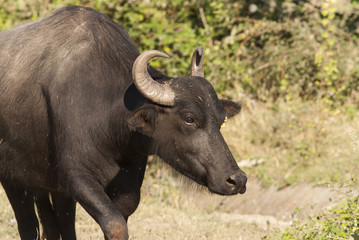 Obraz premium African buffalo