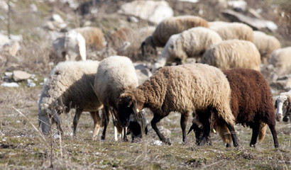 Obraz premium sheep 