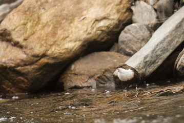 Dipper bird