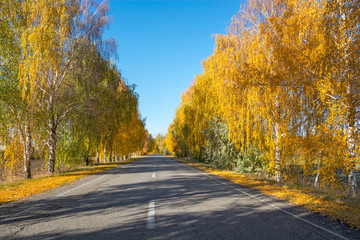 Obraz premium Trees near the road in the autumn