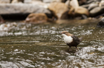 Dipper bird