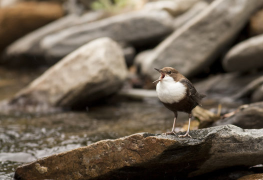 Dipper Bird