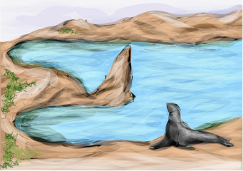 seal on galapagos island
