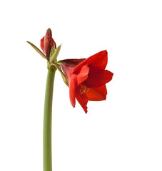 Red Hippeastrum on white background