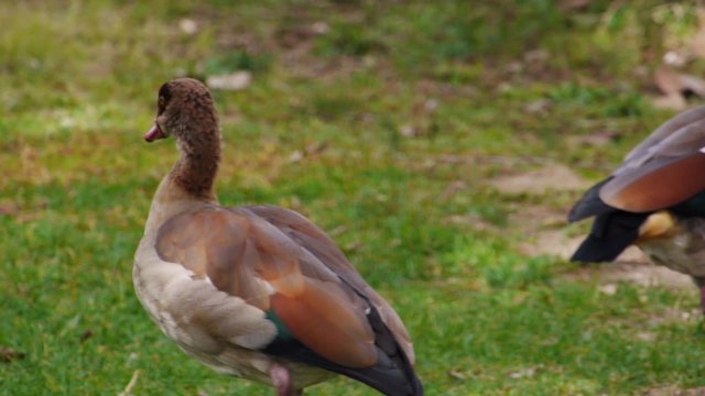 oca del nilo / ganso egipcio, del nilo, caminar