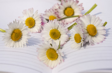 Notebook on green meadow