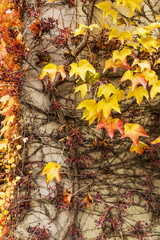 House covered with Liana and colorful leaves