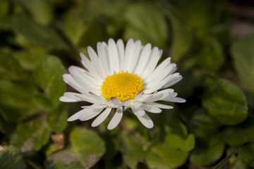Obraz premium Daisy flowers