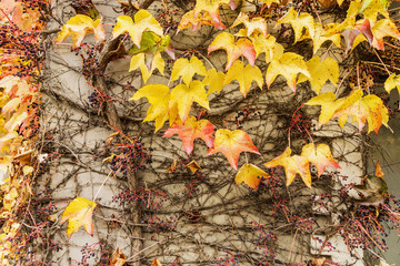 House covered with Liana and colorful leaves
