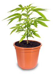 cannabis in flower pot isolated on white background