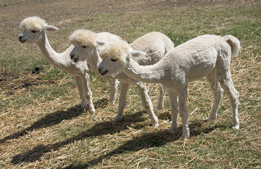 Naklejka premium Young Alpacas that have been shorn grazing in the western Cape South Africa