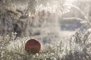 Red Christmas ball on a fir . snowy forest.