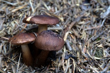 Champignons