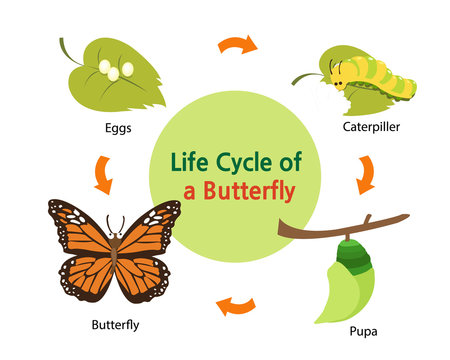This picture shows the life cycle of a butterfly from an egg to a beautiful butterfly.