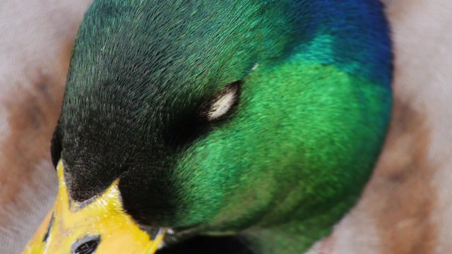 pato salvaje / primer plano, cabeza, ojo