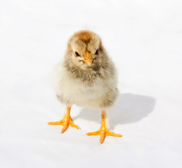 Fototapeta premium Little fluffy chicken