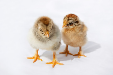 Little fluffy chickens